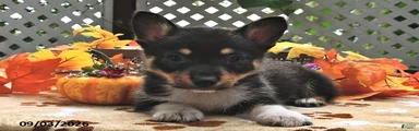 Benny 