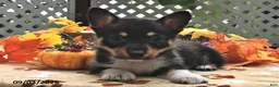 Welsh Corgi Pembroke dogs for sale: Benny  - Ad 1