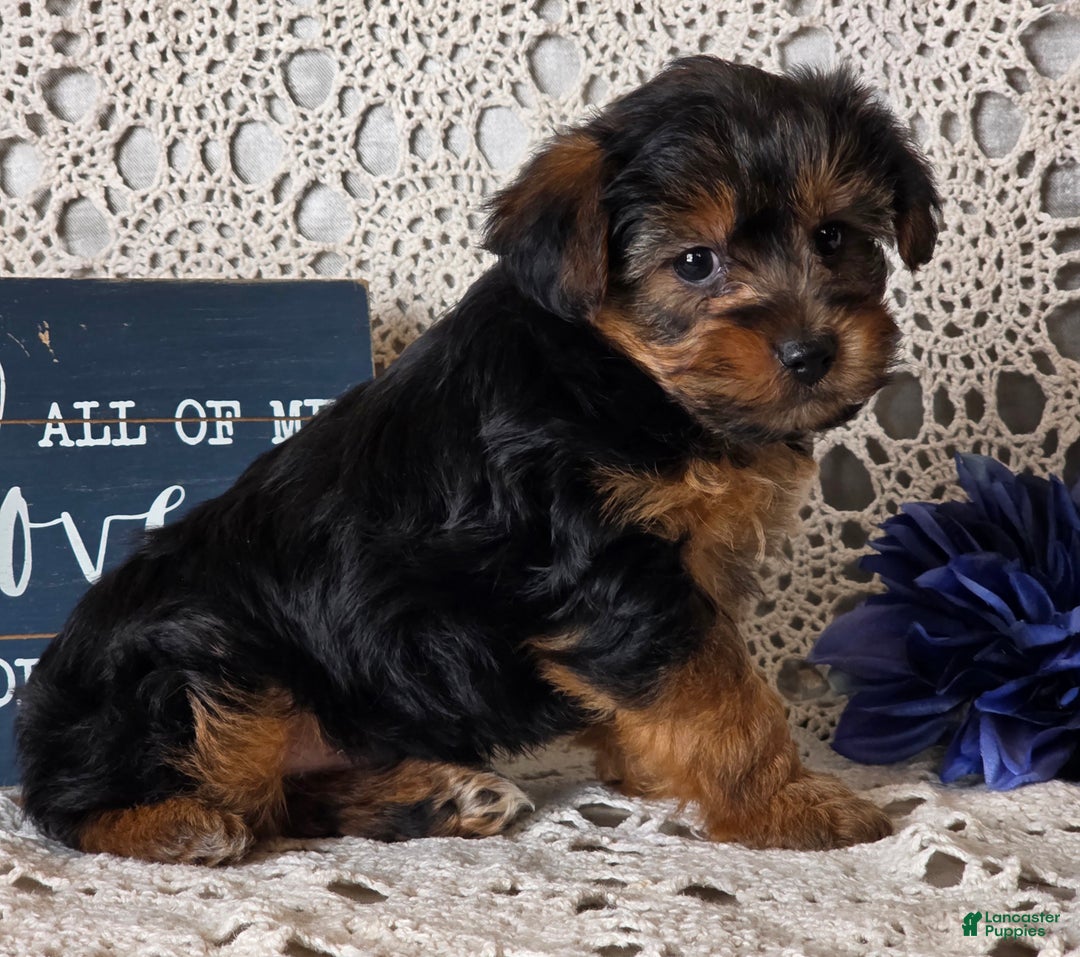 Yorkiepoo dogs for sale: Elvis - Ad 6