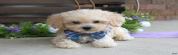 Maltipoo dogs for sale: Elliot - Ad 8