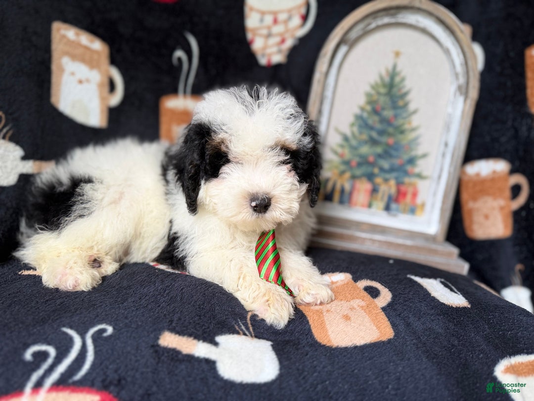 Yorkiepoo dogs for sale: Grinch - Ad 6