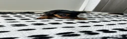 Yorkshire Terrier dogs for sale: Tucker - Ad 4