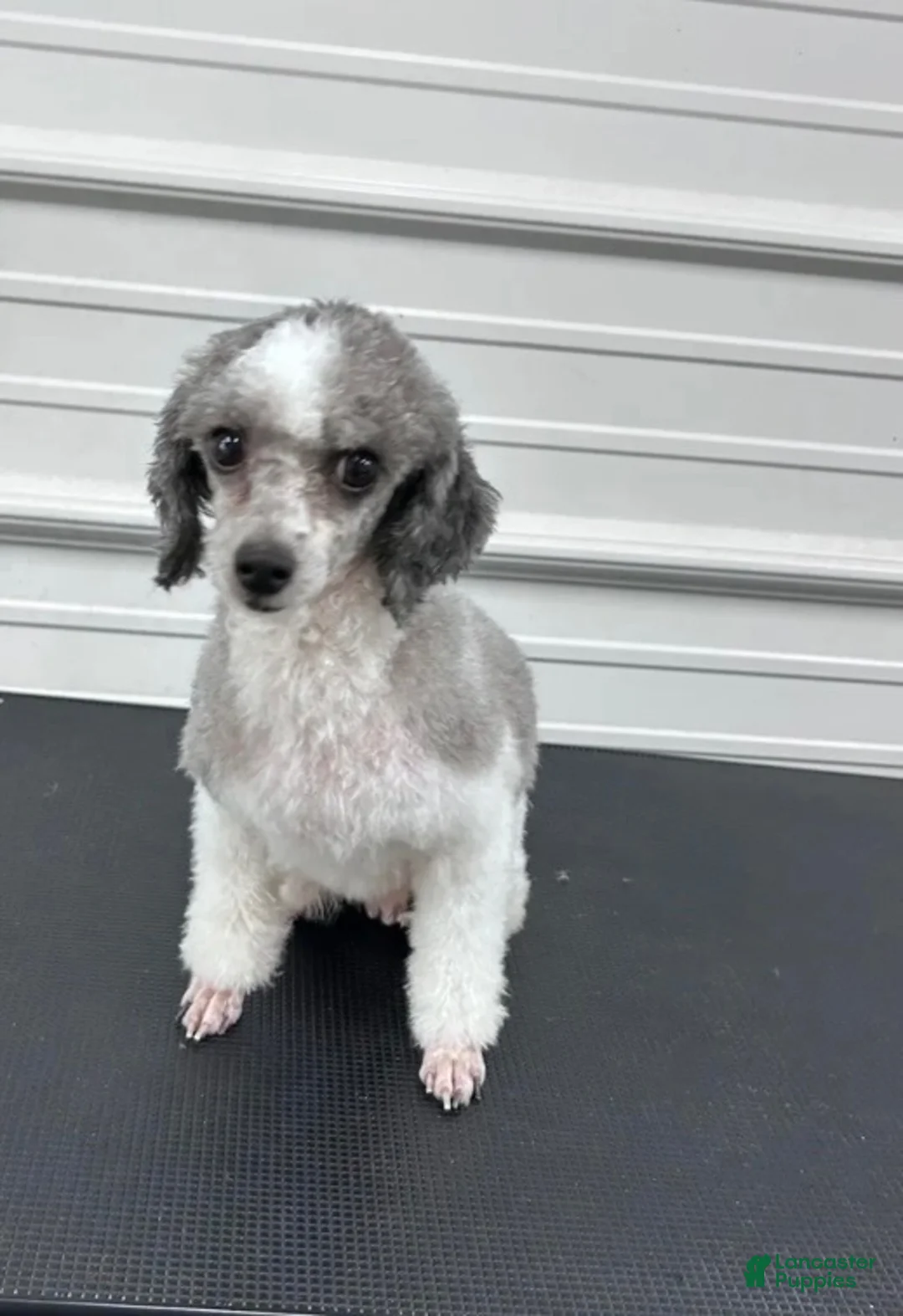 Toy Poodle dogs for sale: Charlie - Ad 6