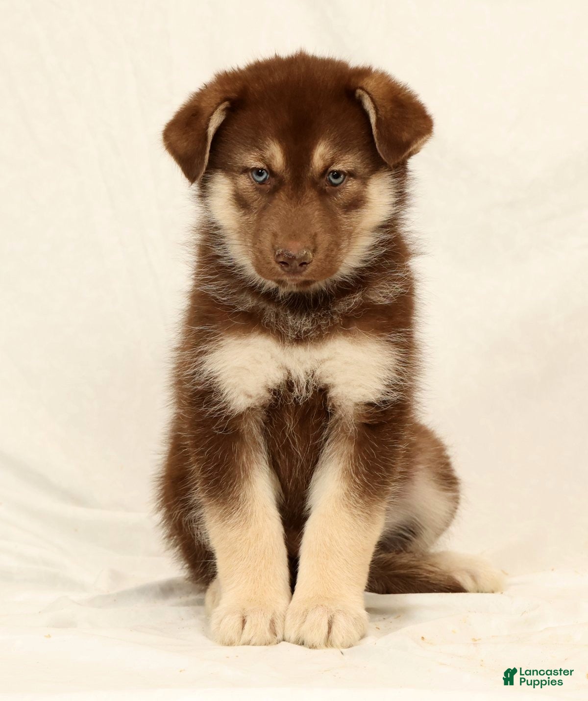 Gerberian Shepsky dogs Megan - Ad 1