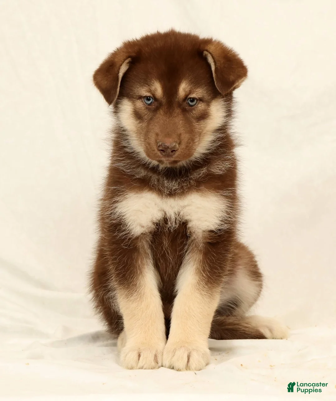 Gerberian Shepsky dogs for sale: Megan - Ad 1