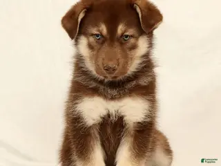 Gerberian Shepsky dogs for sale: Megan - Ad 3