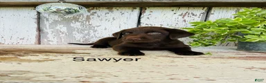 Sawyer 