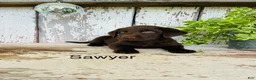 Labrador Retriever dogs for sale: Sawyer  - Ad 1