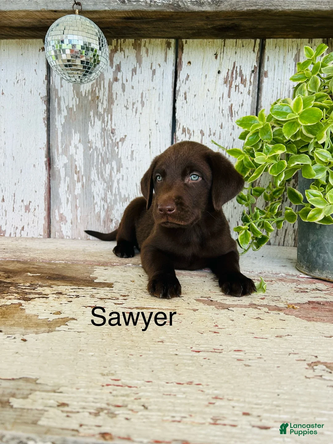 Labrador Retriever dogs for sale: Sawyer  - Ad 1