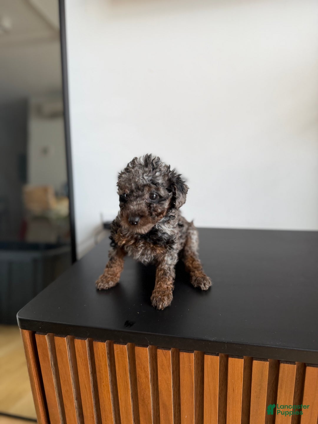 Toy Poodle dogs for sale: Tri teacup - Ad 5