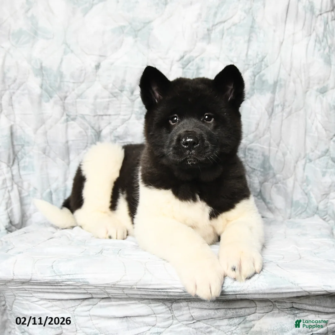 Akita dogs for sale: Twila - Ad 3