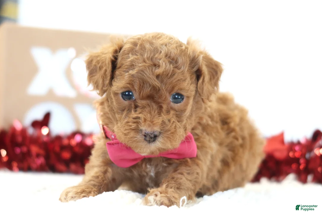 Toy Poodle dogs for sale: Sweetie - Ad 4