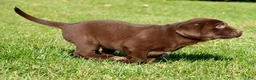 Labrador Retriever dogs for sale: Shawn - Ad 10