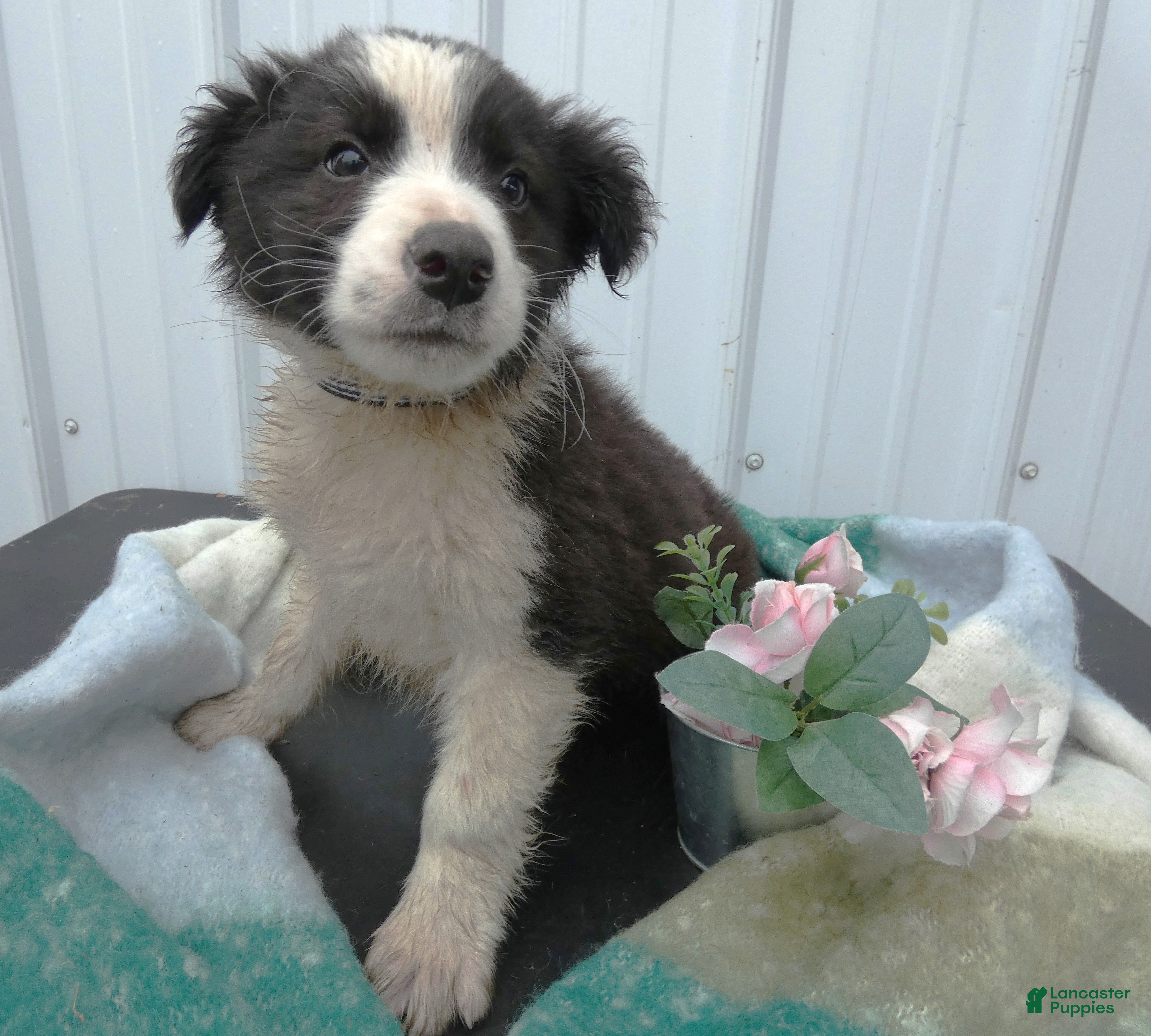 Border Collie dogs Border Collie Puppy 7 Frisky - Ad 25
