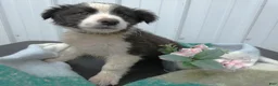 Border Collie dogs for sale: Border Collie Puppy 7 Frisky - Ad 1