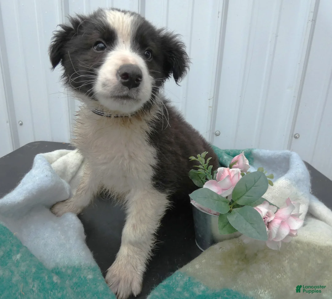 Border Collie dogs for sale: Border Collie Puppy 7 Frisky - Ad 1