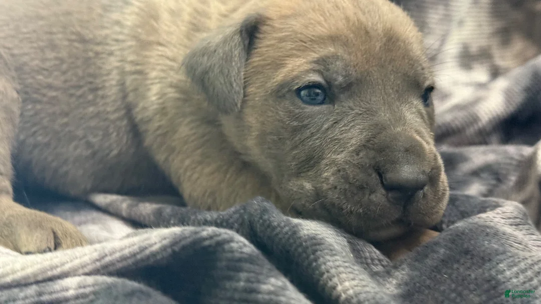 Cane Corso dogs for sale: Cane Corso 2 - Eleven “Ele” RESERVED  - Ad 1