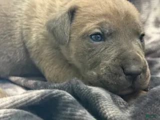 Cane Corso dogs Cane Corso 2 - Eleven “Ele” RESERVED - Ad 8