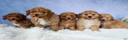 Miniature Poodle dogs for sale: WINNIE - Ad 20