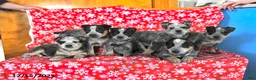 Australian Cattle Dog dogs for sale: Jade - Ad 15