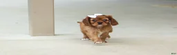 Cavalier King Charles Spaniel dogs for sale: Sierra 🤎🐶 - Ad 10