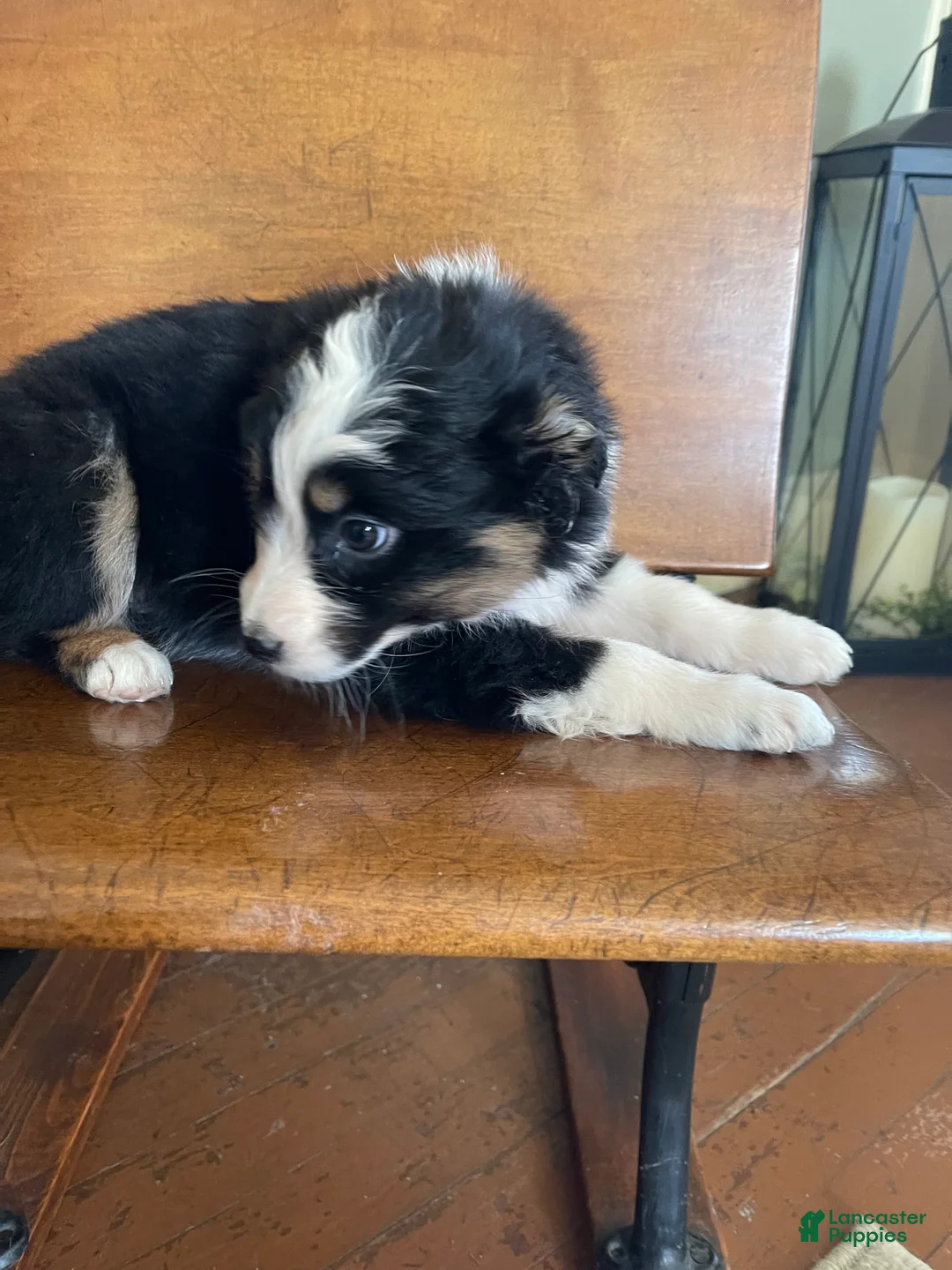 Australian Shepherd dogs for sale: Ruby  - Ad 2