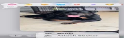 Rottweiler dogs for sale: Rottweiler Puppy 1 - Ad 16
