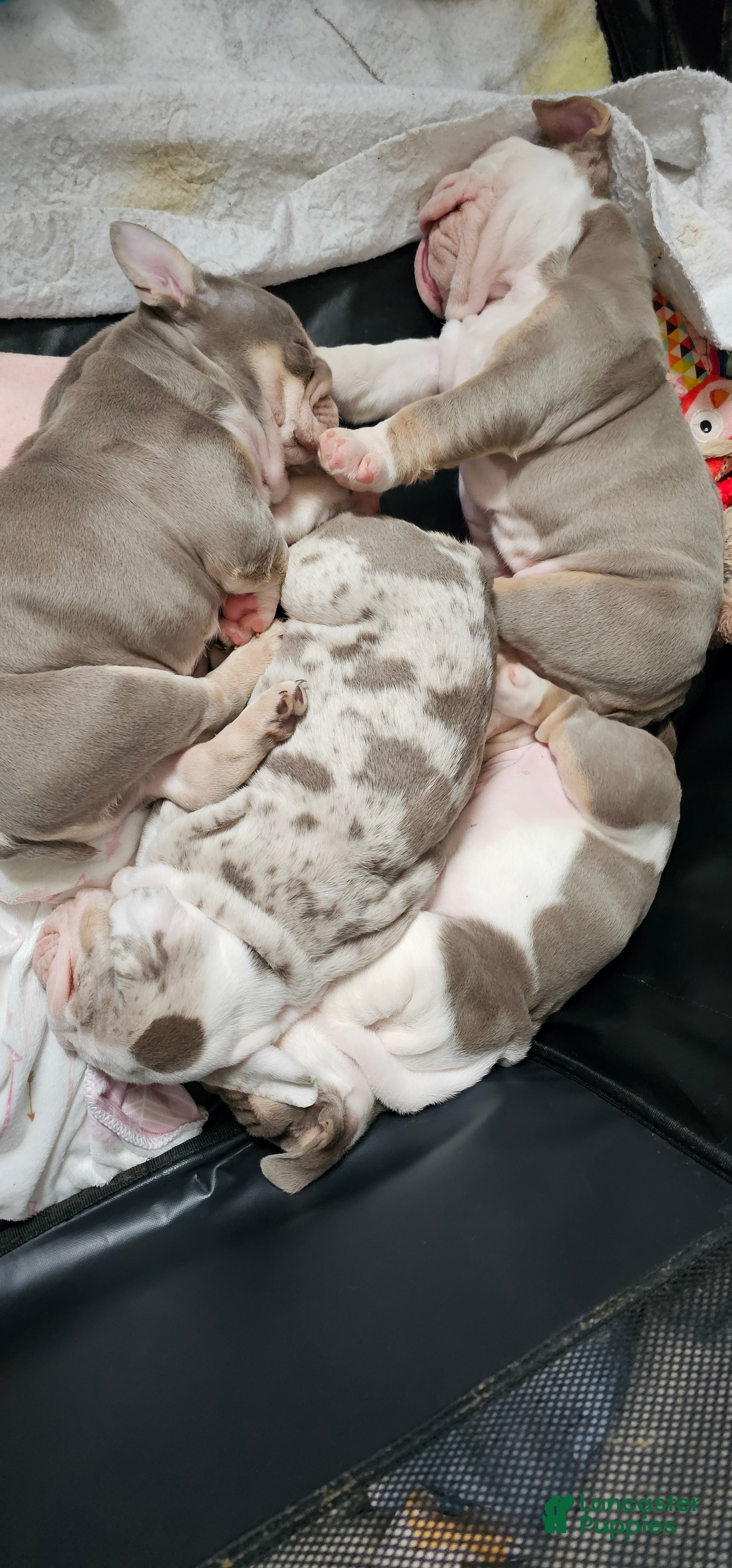 English Bulldog dogs English Bulldog 2 - Ad 2