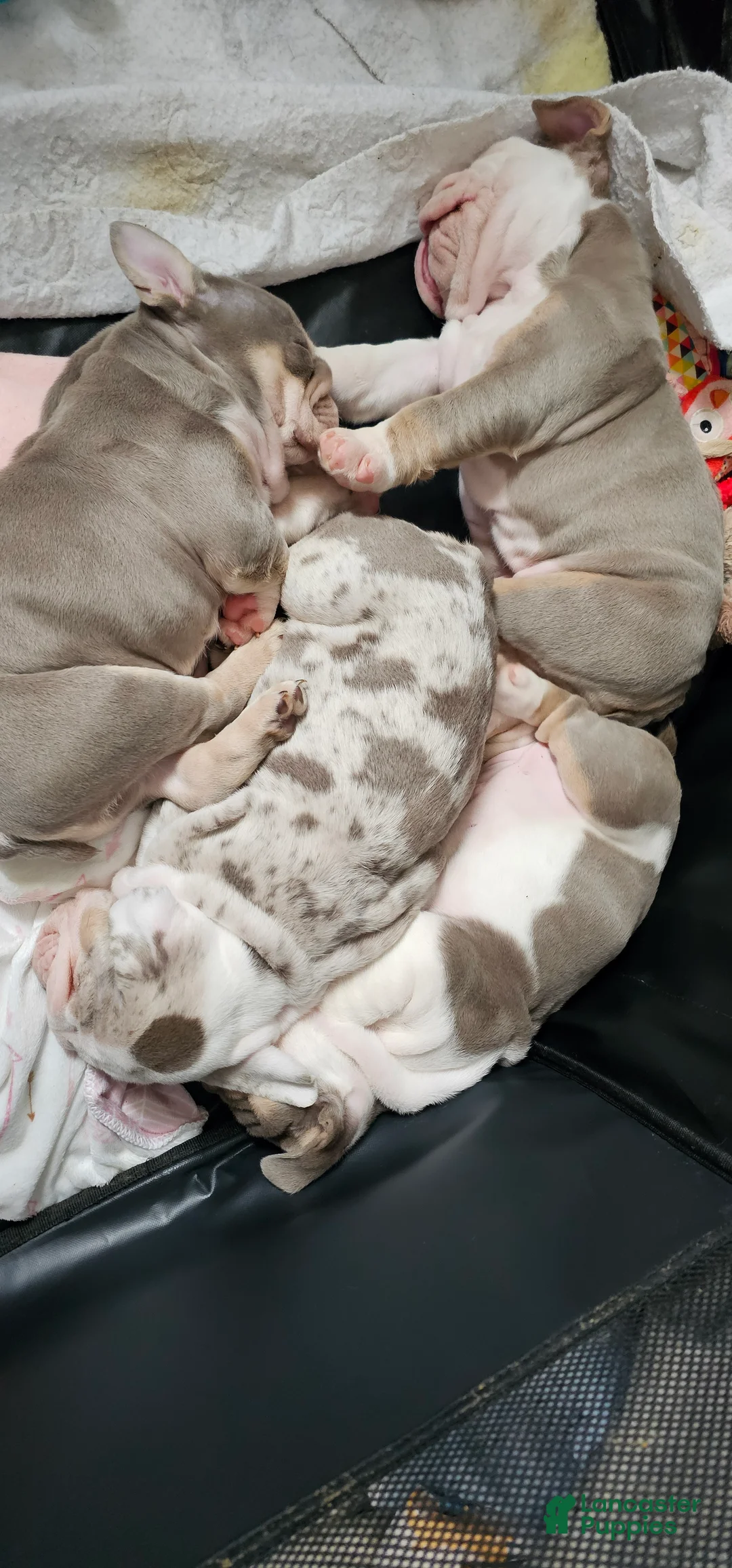 English Bulldog dogs for sale: English Bulldog 2 - Ad 2