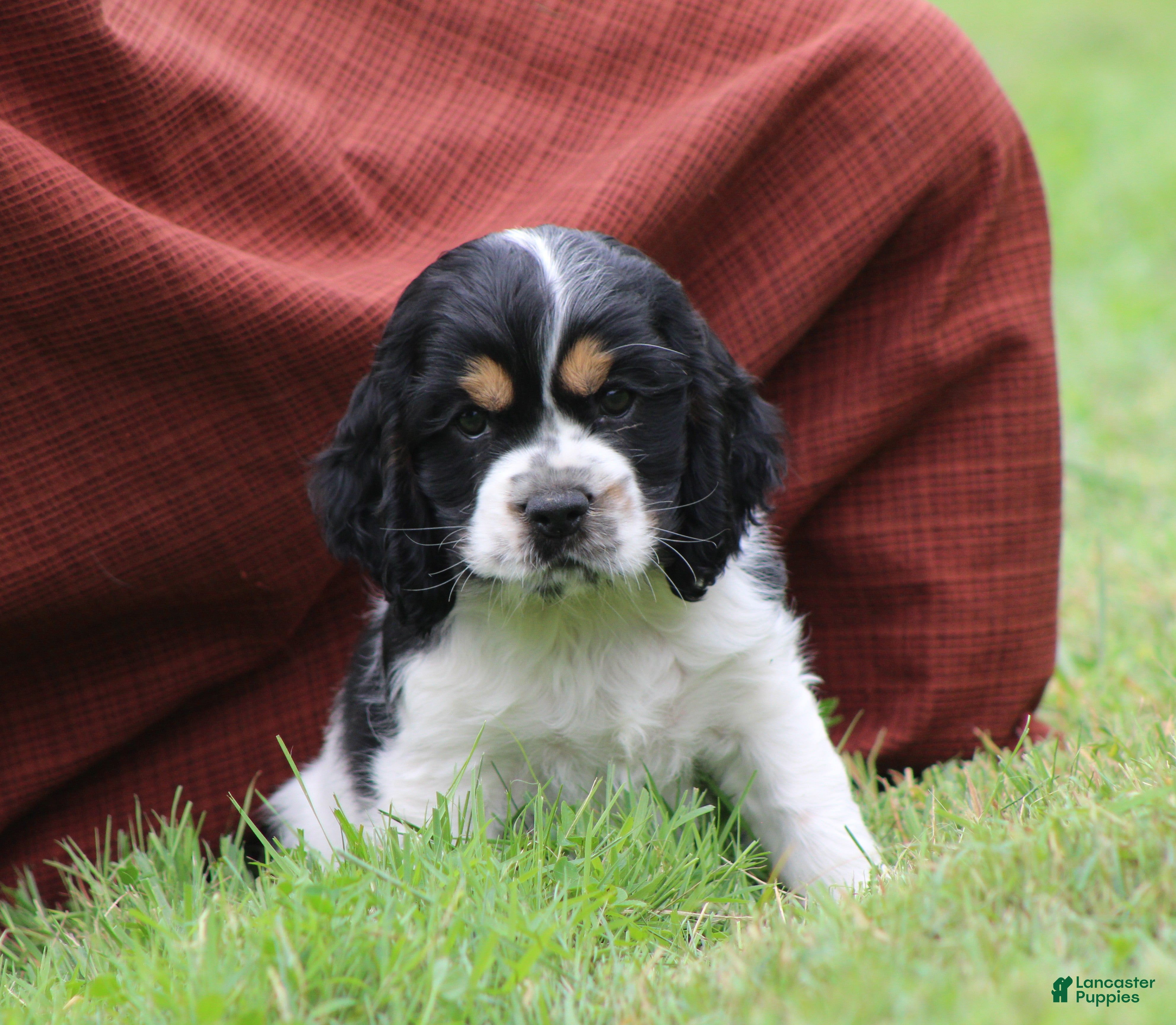 Cocker Spaniel dogs Spruce - Ad 1