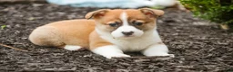 Welsh Corgi Pembroke dogs for sale: Cap'n Crunch Welsh Corgi Pembroke  - Ad 4