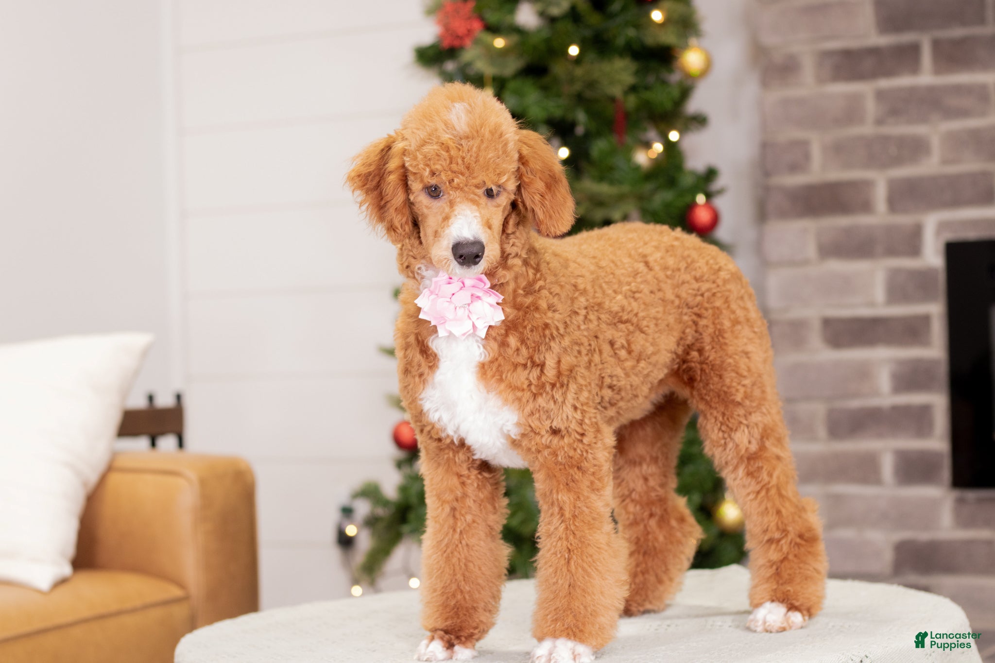Toy Poodle dogs Wanda - Ad 36