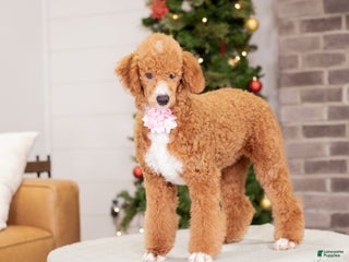 Toy Poodle dogs Wanda - Ad 36