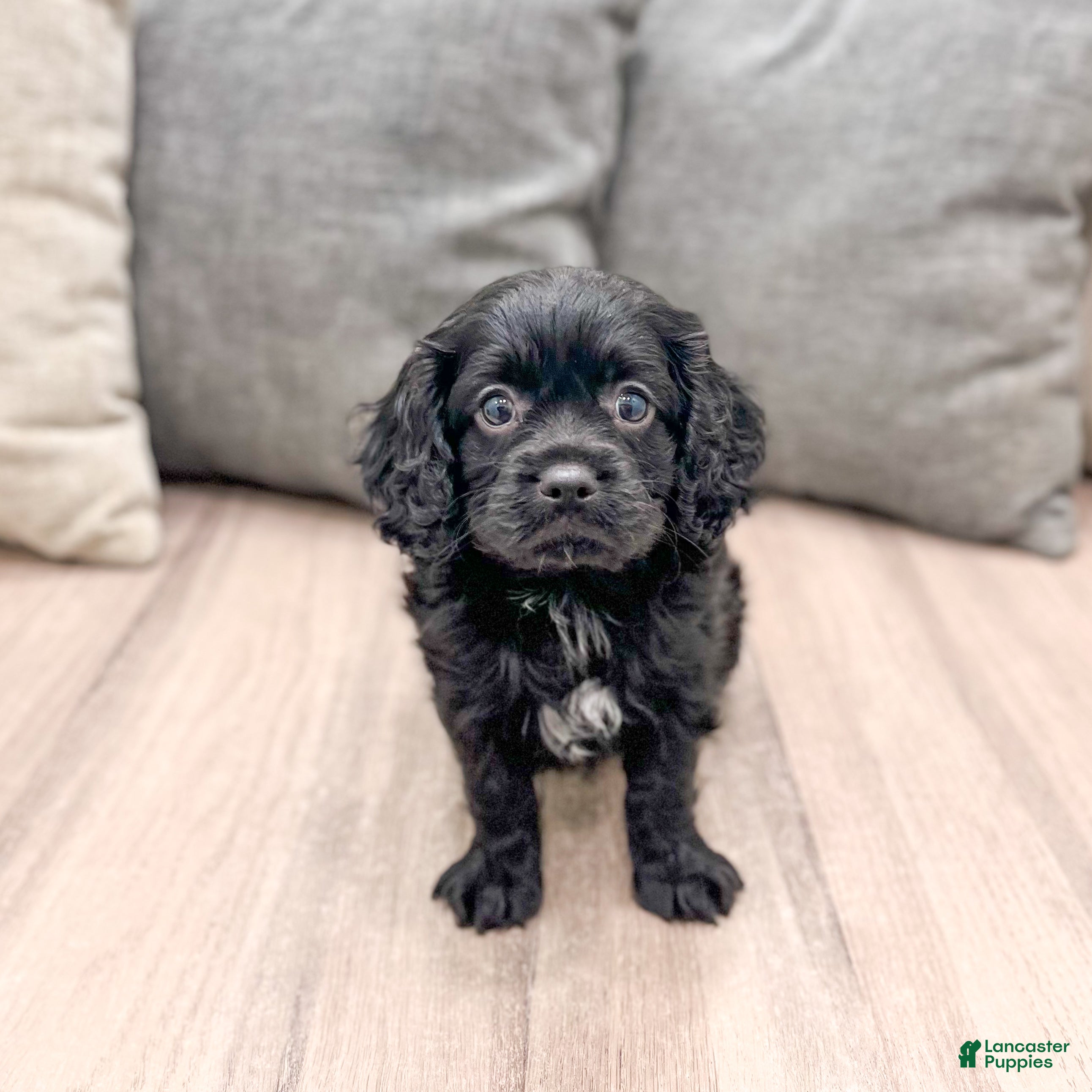 Cavapoo dogs Boomer - Ad 1