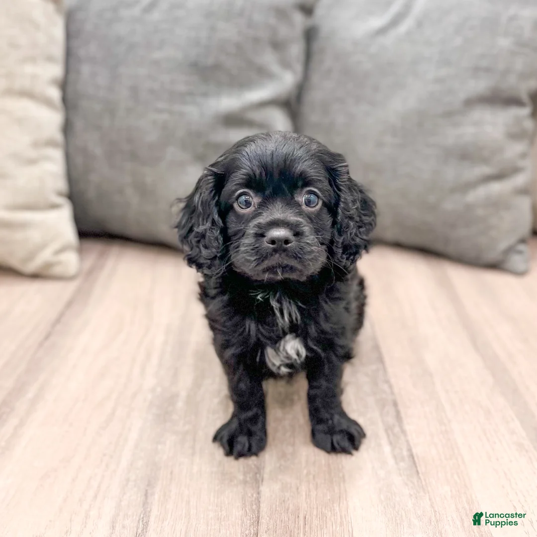 Cavapoo dogs for sale: Boomer - Ad 1