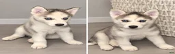 Mixed Breed dogs for sale: Stormy  - Ad 1