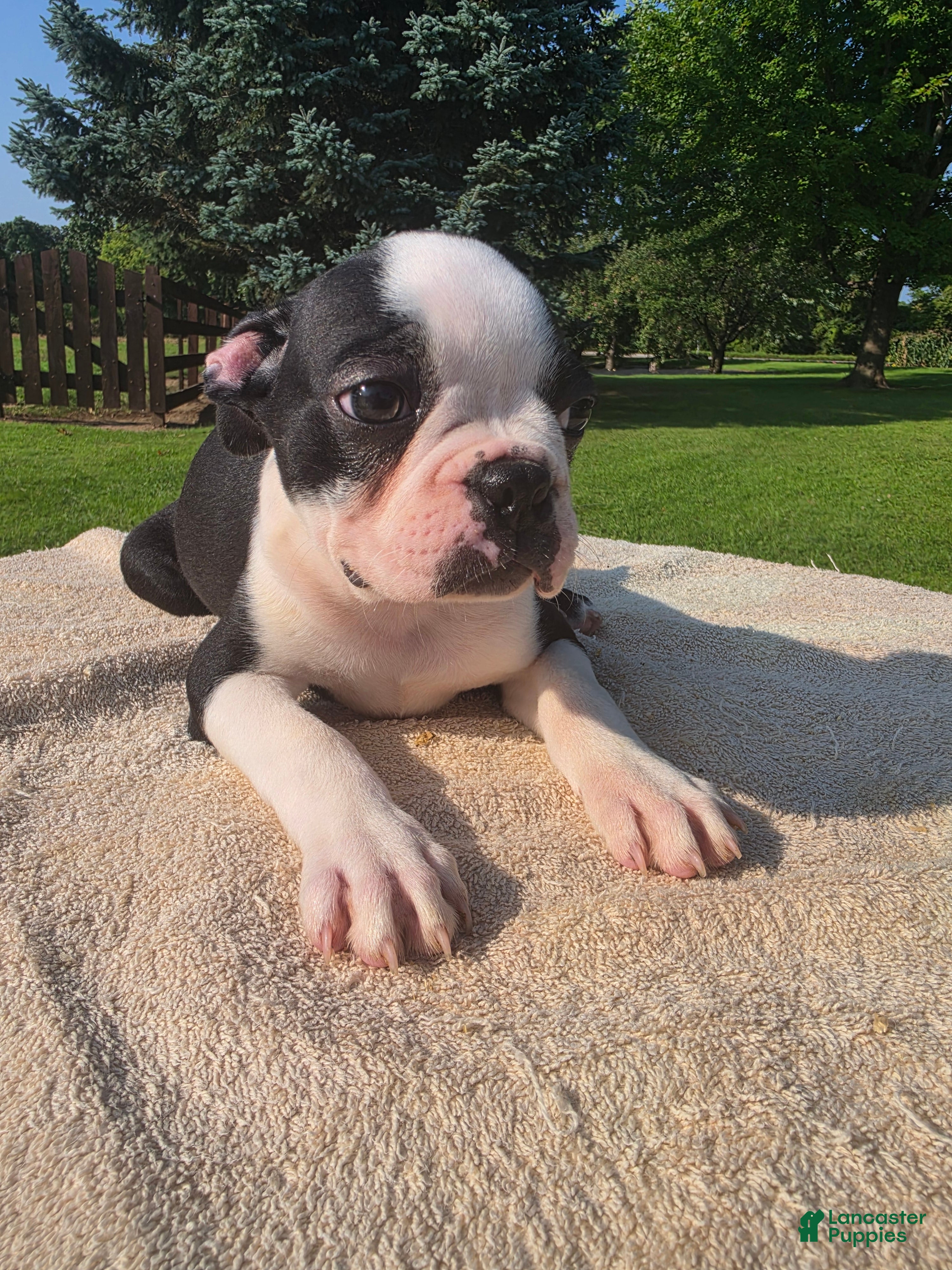 Boston Terrier dogs Boston Terrier Male 1 - Ad 42