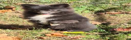 Pomeranian dogs for sale: Pomeranian 1 - Ad 6
