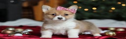 Welsh Corgi Pembroke dogs for sale: Twinkle - Ad 3