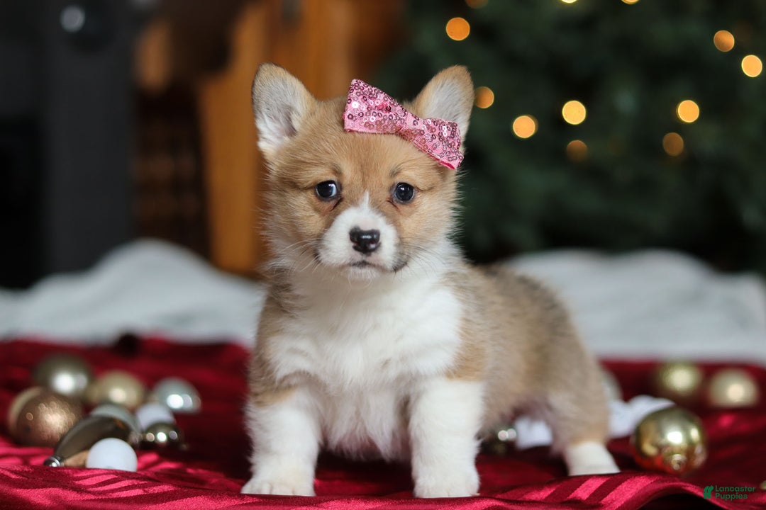 Welsh Corgi Pembroke dogs for sale: Twinkle - Ad 3