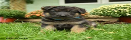 German Shepherd dogs for sale: Fritz - Ad 1