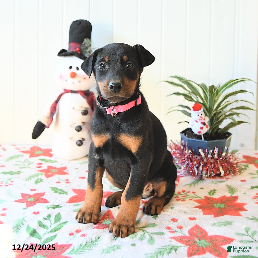 Doberman Pinscher dogs Becca - Ad 23