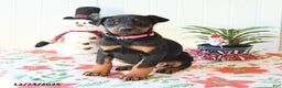 Doberman Pinscher dogs for sale: Becca - Ad 1