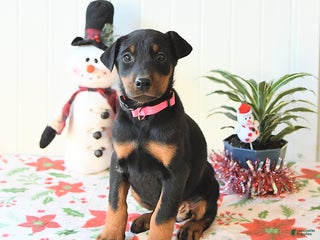 Doberman Pinscher dogs Becca - Ad 23