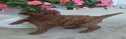 Cavapoo dogs for sale: Tilly  - Ad 6