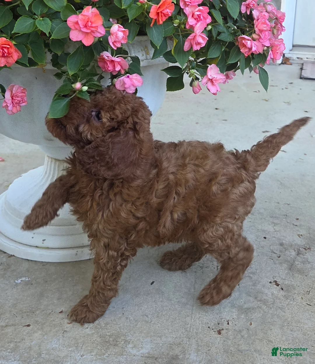 Cavapoo dogs for sale: Tilly  - Ad 6