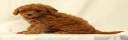 Cavapoo dogs for sale: Casey - Ad 8