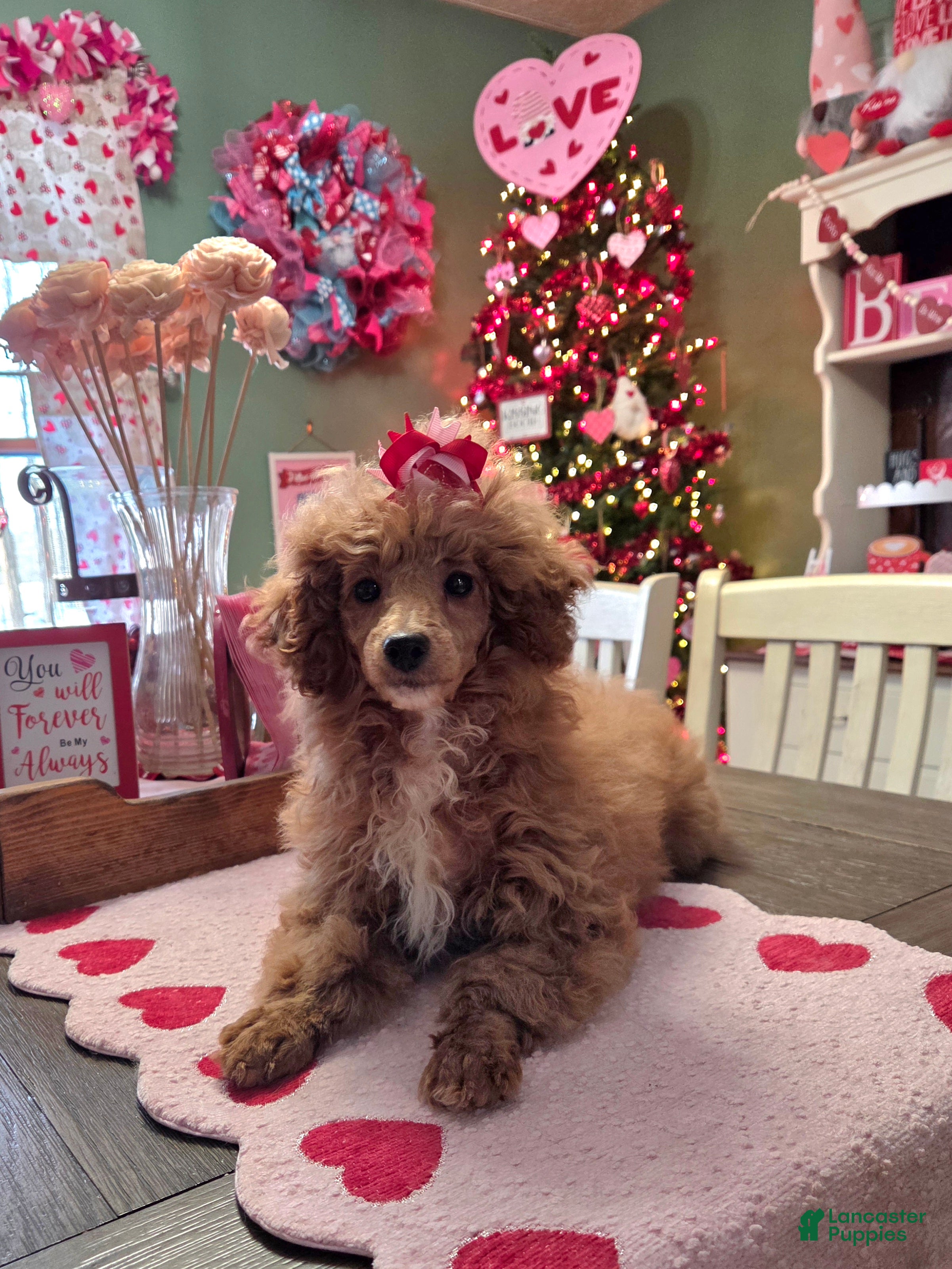 Toy Poodle dogs Ruby - Ad 1