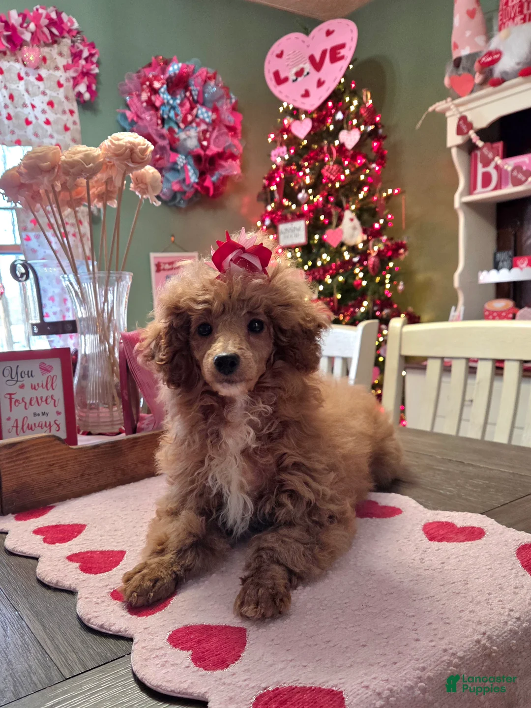 Toy Poodle dogs for sale: Ruby - Ad 1