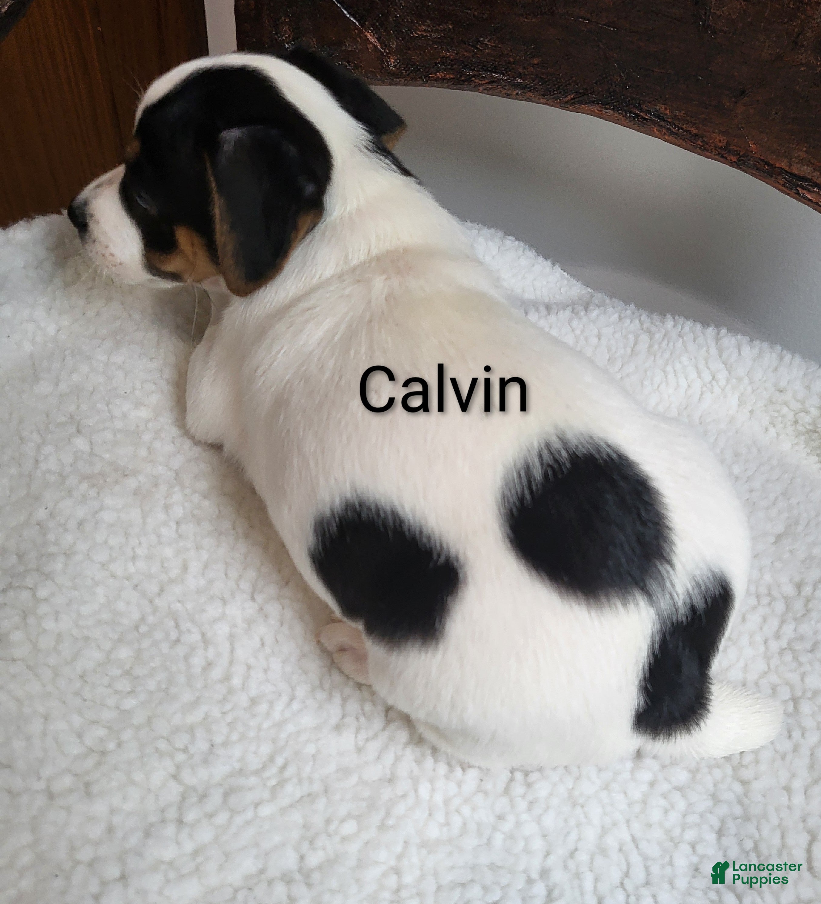 Jack Russell Terrier dogs Jack Russell Terrier 2 - Ad 2